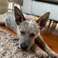 Photo of Luna