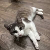 Photo of Indi* 9 Lives Project Rescue*