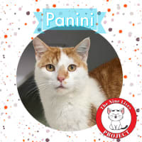 Photo of Panini *9 Lives Project Rescue*