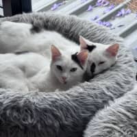 Photo of Sooty And Pickle
