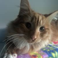 Photo of Carebear