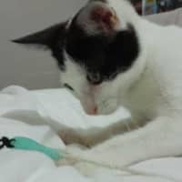 Photo of Rose