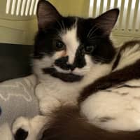 Photo of Rhunarb   Pet Quarters Broadmeadow 