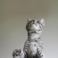Photo of Mercury