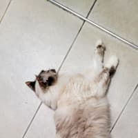 Photo of Gigi   6 Year Old Ragdoll