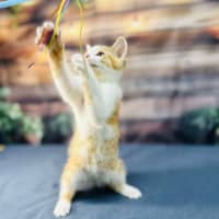 Photo of Snappa   Meet Me At Vets On Parker