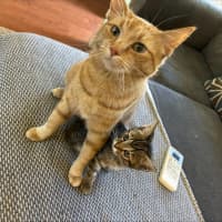 Photo of Maple