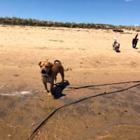 Photo of Ginger Meggs