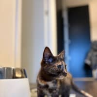 Photo of Whispa
