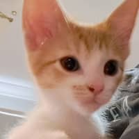 Photo of Ainslie