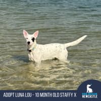 Photo of Luna Lou   1 Year Old Staffy X