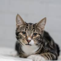 Photo of Smoke