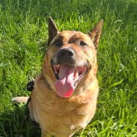 Photo of Rus   5 Year Old Cattle Dog