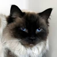 Photo of Pearl Sua014048