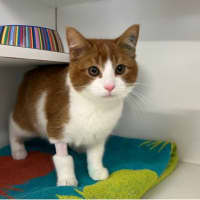 Photo of Biscoff