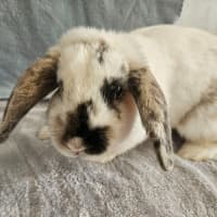 Photo of Dasher 