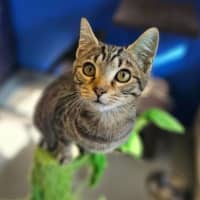 Photo of Peppercorn