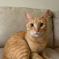 Photo of Chicken Nugget