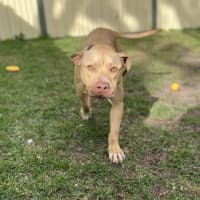 Photo of Tyson