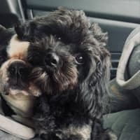 Photo of Belle 