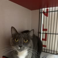 Photo of Sapphire