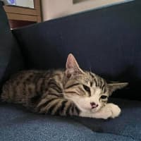 Photo of Truffle