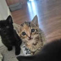 Photo of Pipsqueak
