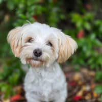 Photo of Daisy