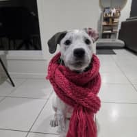 Photo of Burrito