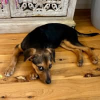 Photo of Stitch   4 Month Old Kelpie X