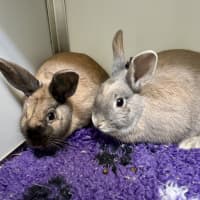 Photo of Bumble (Bonded To Bee)