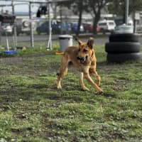 Photo of Piper (68887)