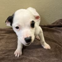 Photo of Nova