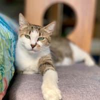 Photo of Daphne