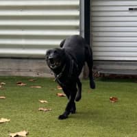 Photo of Buddy