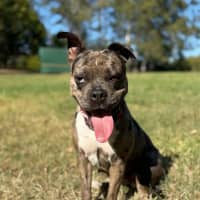 Photo of Koda