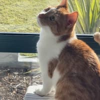 Photo of Tigger (Fostered In Perth)