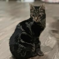 Photo of Jury * 9 Lives Project Rescue*