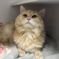 Photo of Marshmallow