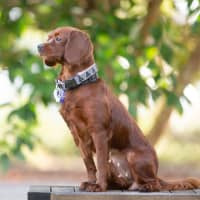 Photo of Maple