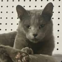 Photo of Sterling 😻🧵🧶