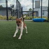 Photo of Roscoe Imp 2038