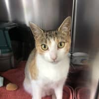 Photo of Perky