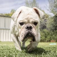 Photo of Stormin Normin