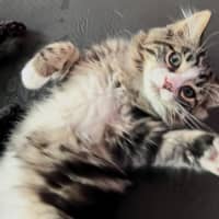 Photo of Jasper