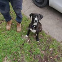 Photo of Nero   3 Month Old Great Dane X (Trial)