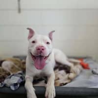 Photo of Casper