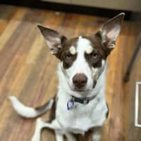 Photo of Rigby   11 Month Old Kelpie