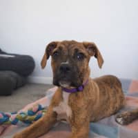 Photo of Rhonda Rousey (68346)