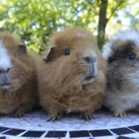 Photo of Rusty, Pumpkin And Scooter